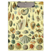 Seashell Muschel Mollusk Clam Klemmbrett (Vorderseite)