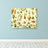 Seashell Muschel Mollusk Clam Leinwanddruck (Insitu (Holzboden))