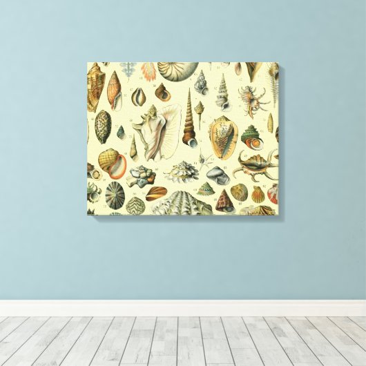 Seashell Muschel Mollusk Clam Leinwanddruck (Insitu (Holzboden))
