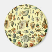 Seashell Muschel Mollusk Clam Magnet (Vorne)