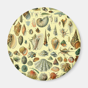 Seashell Muschel Mollusk Clam Magnet