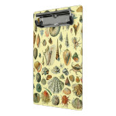 Seashell Muschel Mollusk Clam Mini Klemmbrett (Gewinkelt2)