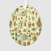 Seashell Muschel Mollusk Clam Ornament (Vorderseite)