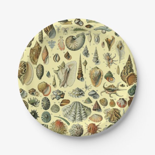 Seashell Muschel Mollusk Clam Pappteller (Vorderseite)