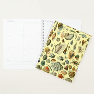 Seashell Muschel Mollusk Clam Planer