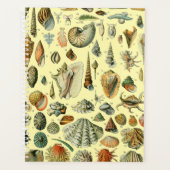 Seashell Muschel Mollusk Clam Planer (Vorderseite)