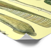 Seashell Muschel Mollusk Clam Poster (Ecke)