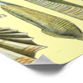 Seashell Muschel Mollusk Clam Poster (Ecke)