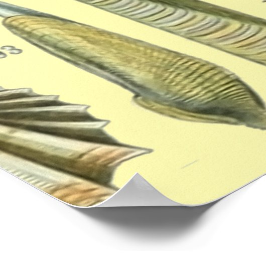 Seashell Muschel Mollusk Clam Poster (Ecke)