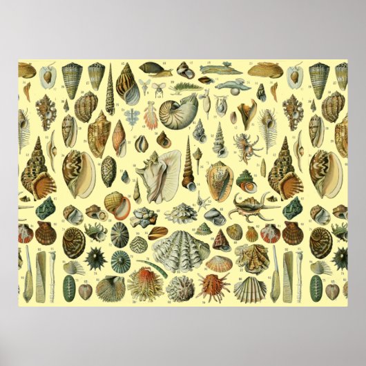 Seashell Muschel Mollusk Clam Poster (Vorne)