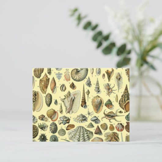 Seashell Muschel Mollusk Clam Postkarte (Stehend Vorderseite)