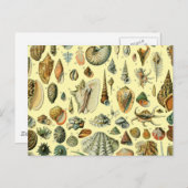 Seashell Muschel Mollusk Clam Postkarte (Vorne/Hinten)