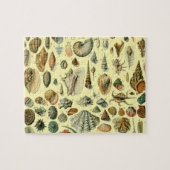 Seashell Muschel Mollusk Clam Puzzle (Horizontal)