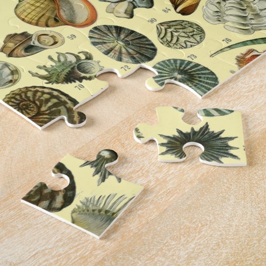 Seashell Muschel Mollusk Clam Puzzle (Seite)