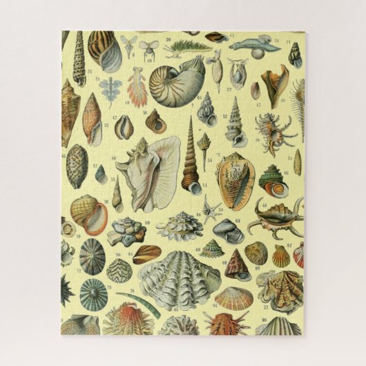 Seashell Muschel Mollusk Clam Puzzle (Vertikal)