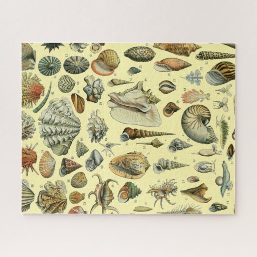 Seashell Muschel Mollusk Clam Puzzle (Horizontal)