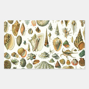 Seashell Muschel Mollusk Clam Rechteckiger Aufkleber