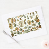 Seashell Muschel Mollusk Clam Rechteckiger Aufkleber (Umschlag)