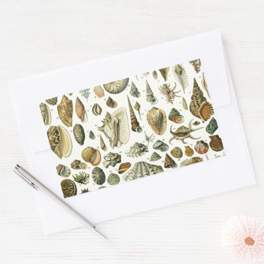 Seashell Muschel Mollusk Clam Rechteckiger Aufkleber (Umschlag)