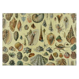 Seashell Muschel Mollusk Clam Schneidebrett