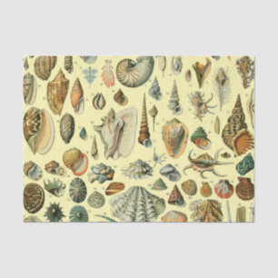 Seashell Muschel Mollusk Clam Seidenpapier
