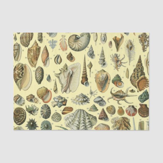 Seashell Muschel Mollusk Clam Seidenpapier (Vorderseite)