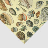 Seashell Muschel Mollusk Clam Seidenpapier (Ausschnitt)
