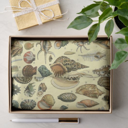 Seashell Muschel Mollusk Clam Seidenpapier (Geschenk)
