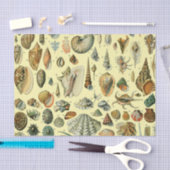 Seashell Muschel Mollusk Clam Seidenpapier (Handwerk)