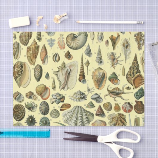 Seashell Muschel Mollusk Clam Seidenpapier (Handwerk)