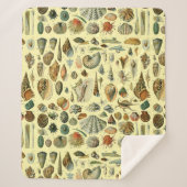 Seashell Muschel Mollusk Clam Sherpadecke (Vorderseite)