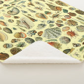 Seashell Muschel Mollusk Clam Sherpadecke (3/4)
