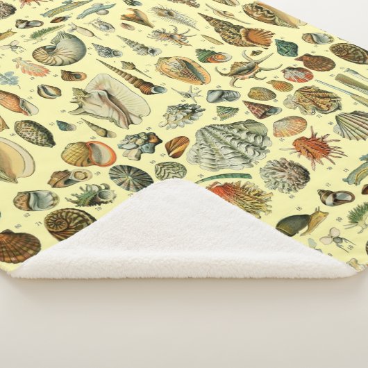 Seashell Muschel Mollusk Clam Sherpadecke (3/4)
