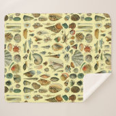 Seashell Muschel Mollusk Clam Sherpadecke (Vorderseite (Horizontal))
