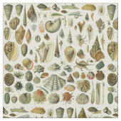 Seashell Muschel Mollusk Clam Stoff (Nahaufnahme)