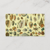 Seashell Muschel Mollusk Clam Visitenkarte (Rückseite)