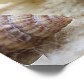 Seashell, Nautical, Beach, Summer, Custom Poster (Ecke)