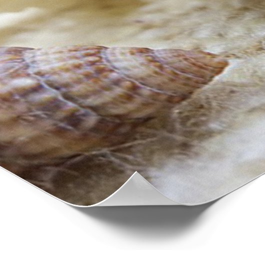 Seashell, Nautical, Beach, Summer, Custom Poster (Ecke)