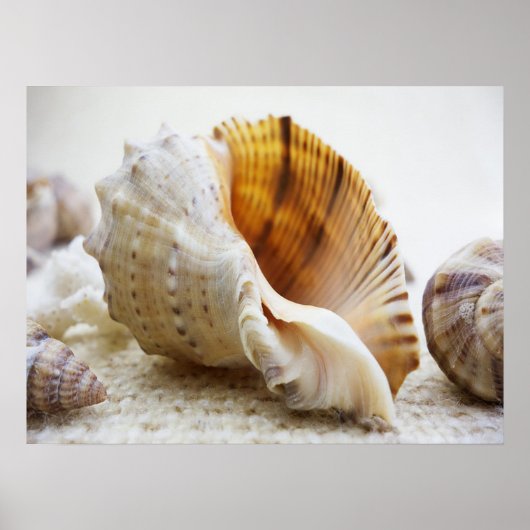 Seashell, Nautical, Beach, Summer, Custom Poster (Vorne)