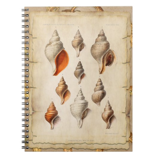 Seashell of the Deep Notizblock (Vorderseite)