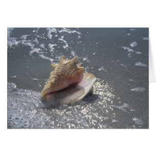 Seashell on Beach Insel Sanibel, Florida