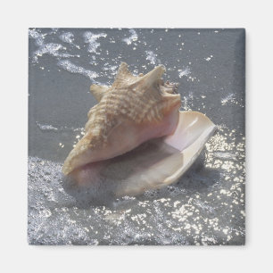Seashell on Beach   Insel Sanibel, Florida Magnet