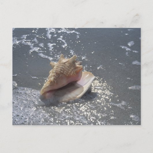 Seashell on Beach | Insel Sanibel, Florida Postkarte (Vorderseite)