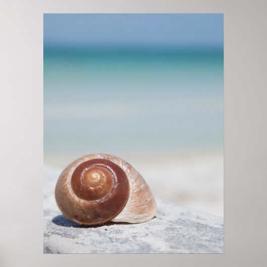 Seashell on Beach | St. Petersburg, Fl. Poster (Vorne)