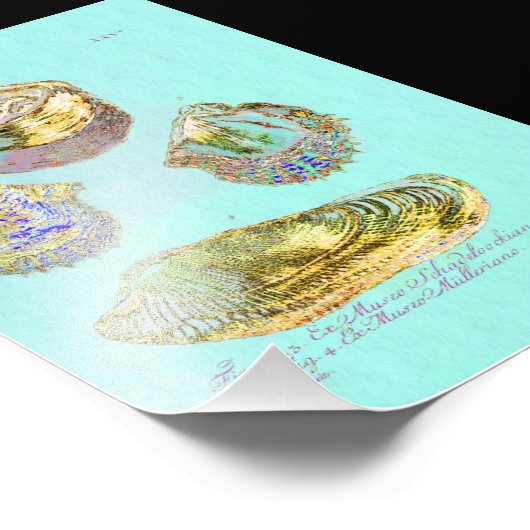 Seashell on Robins Egg Blue Fotodruck (Ecke)