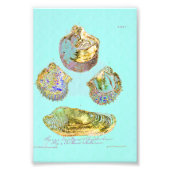Seashell on Robins Egg Blue Fotodruck (Vorne)