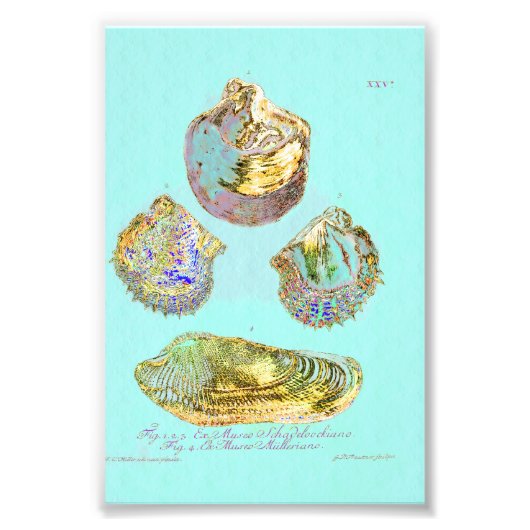 Seashell on Robins Egg Blue Fotodruck (Vorne)