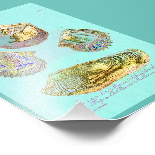 Seashell on Robins Egg Blue Fotodruck (Ecke)