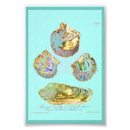 Seashell on Robins Egg Blue Fotodruck (Vorne)