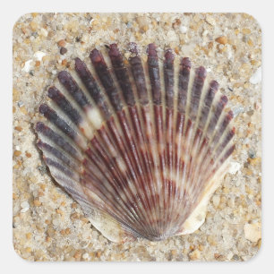 Seashell On Sand Quadratischer Aufkleber